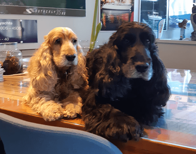 de-honden